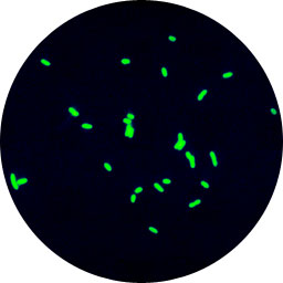 Bakterie Legionella